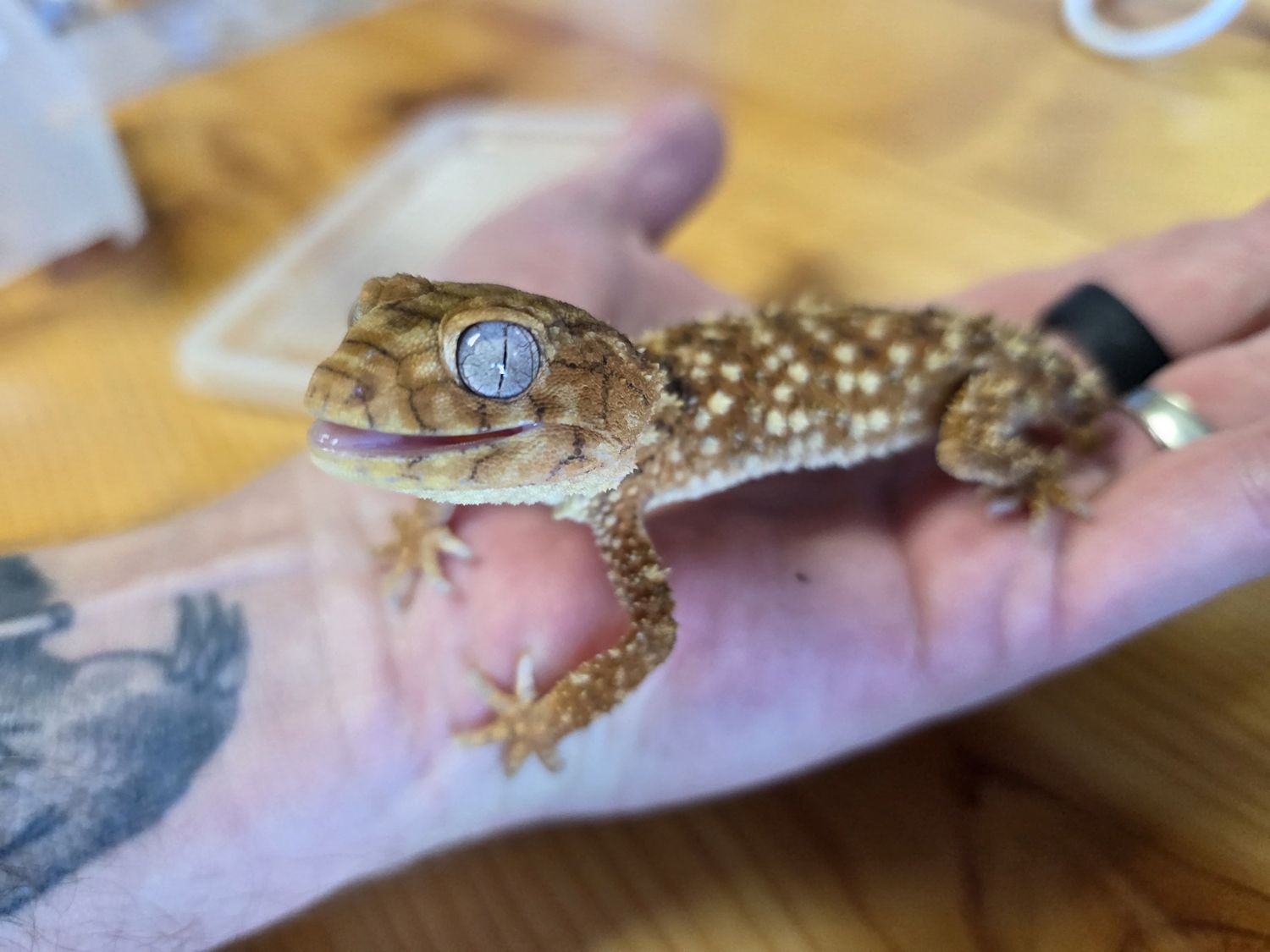 Knobtail Gecko, male!