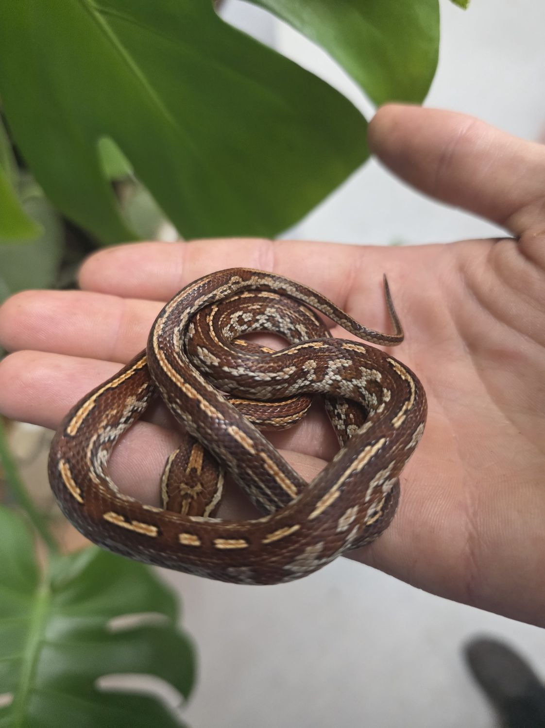 Tessera Blood Red Corn Snake