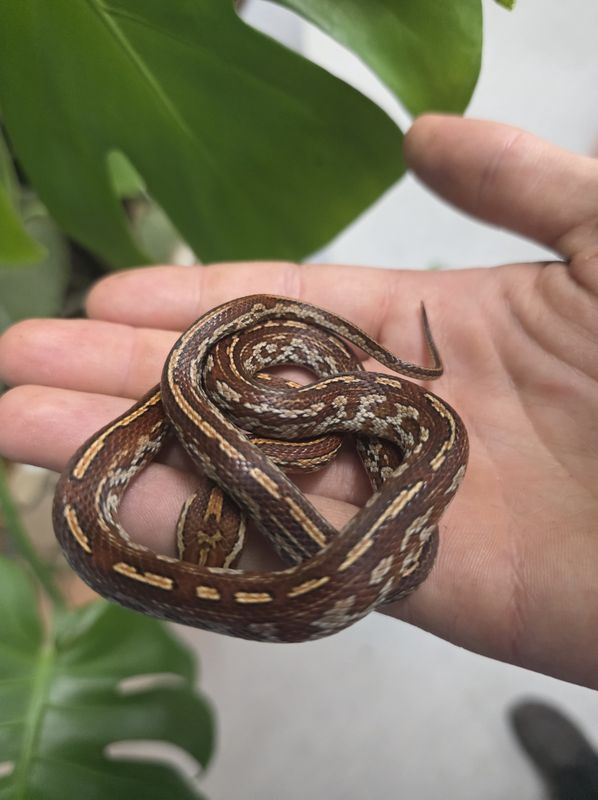 Tessera Blood Red Corn Snake