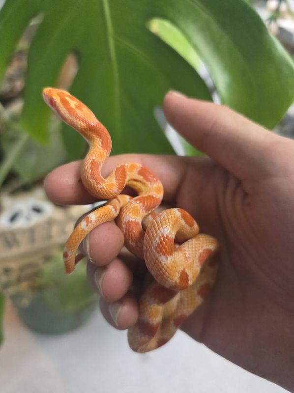 Albino Okeetee Corn Snake