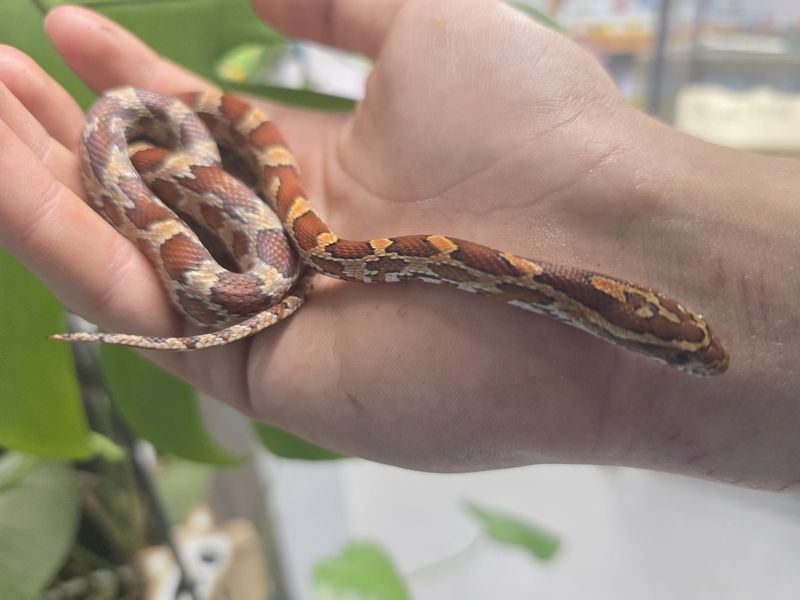 Okeetee Corn Snake #2