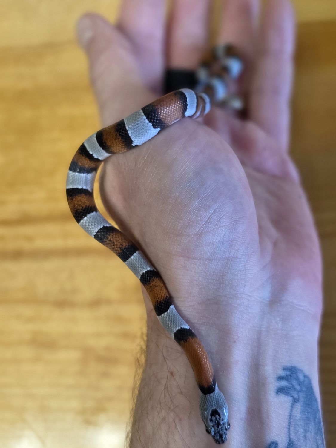 Gray Banded Kingsnake