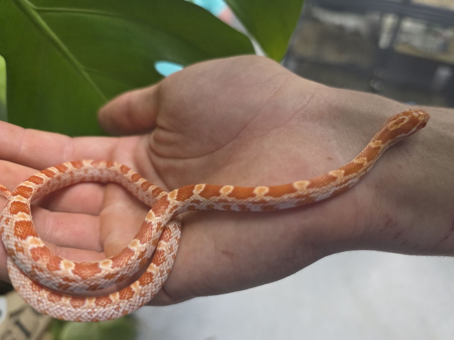 Miami Toffee Corn Snake
