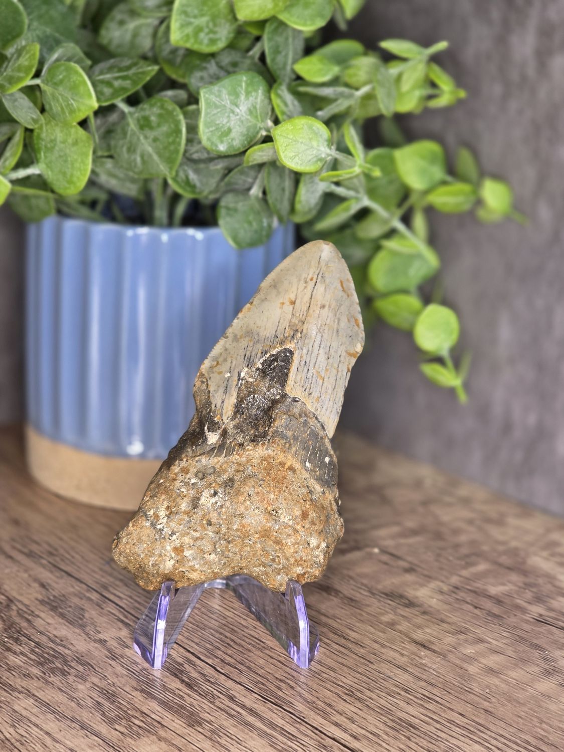 Megalodon Tooth #8,  4"