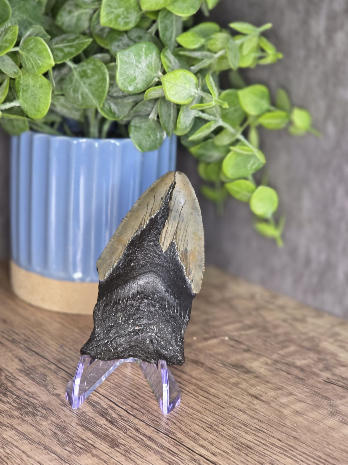 Megalodon Tooth #7