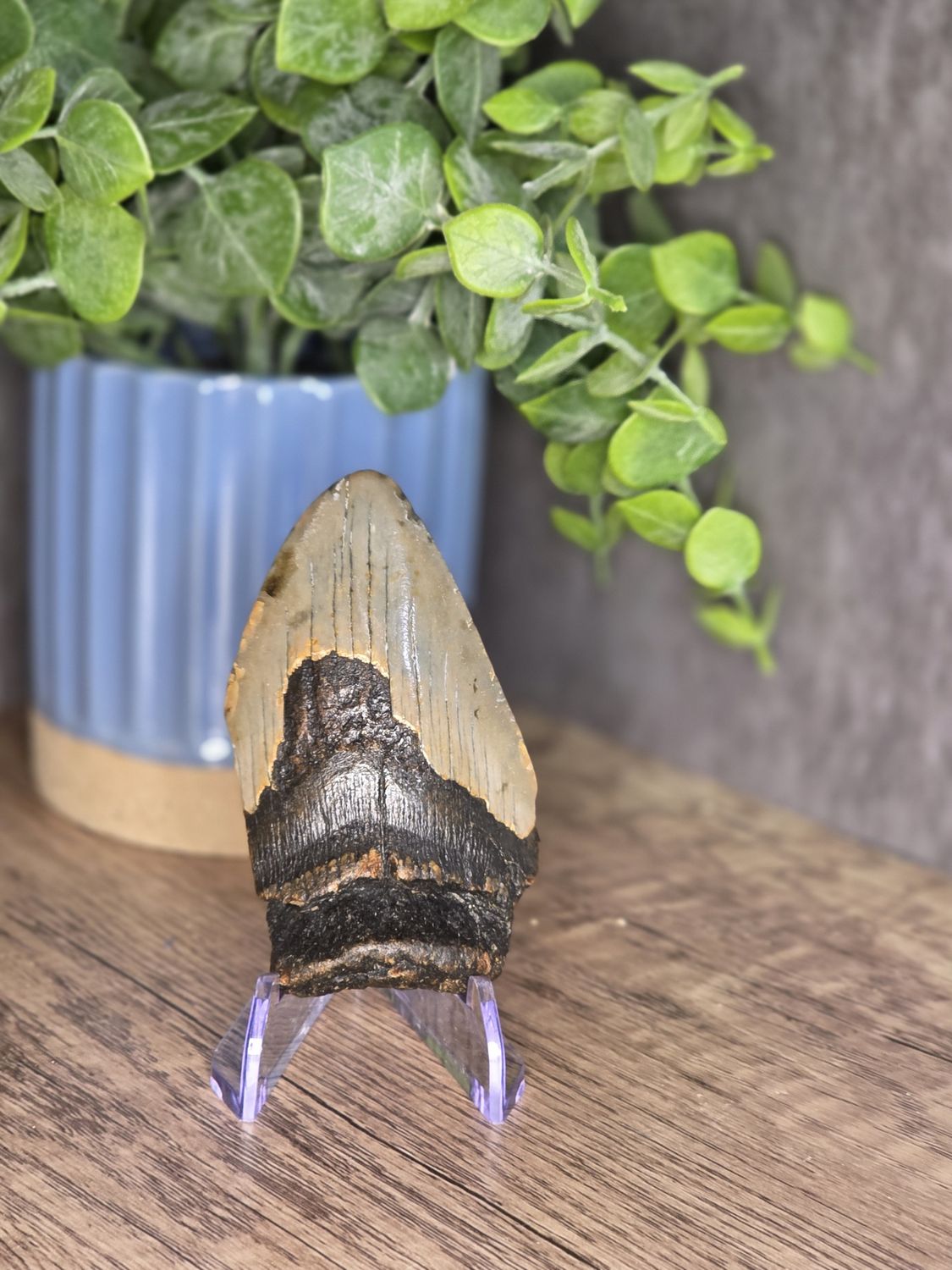 Megalodon Tooth #9, 3&quot;