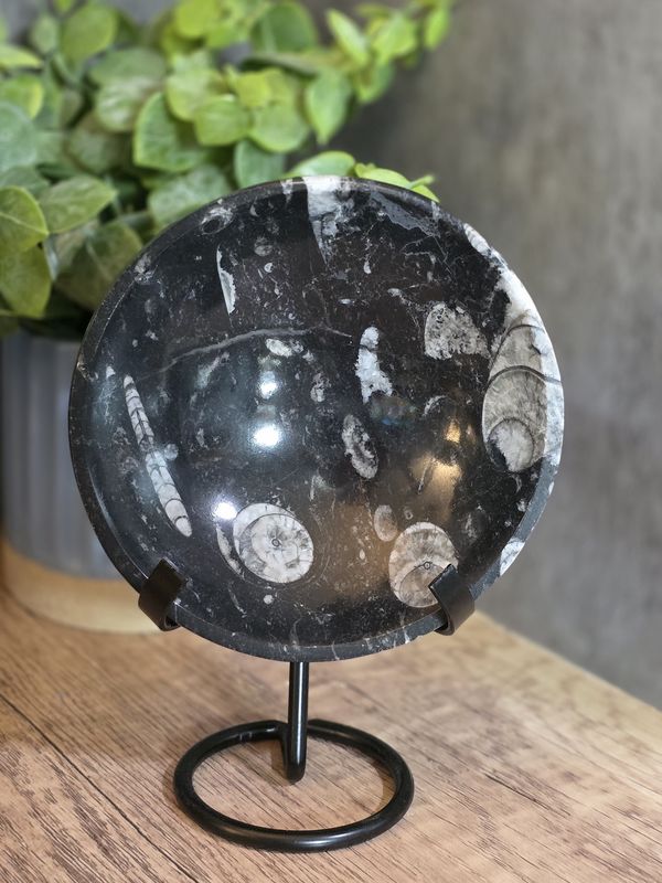Orthoceras Fossil Bowl