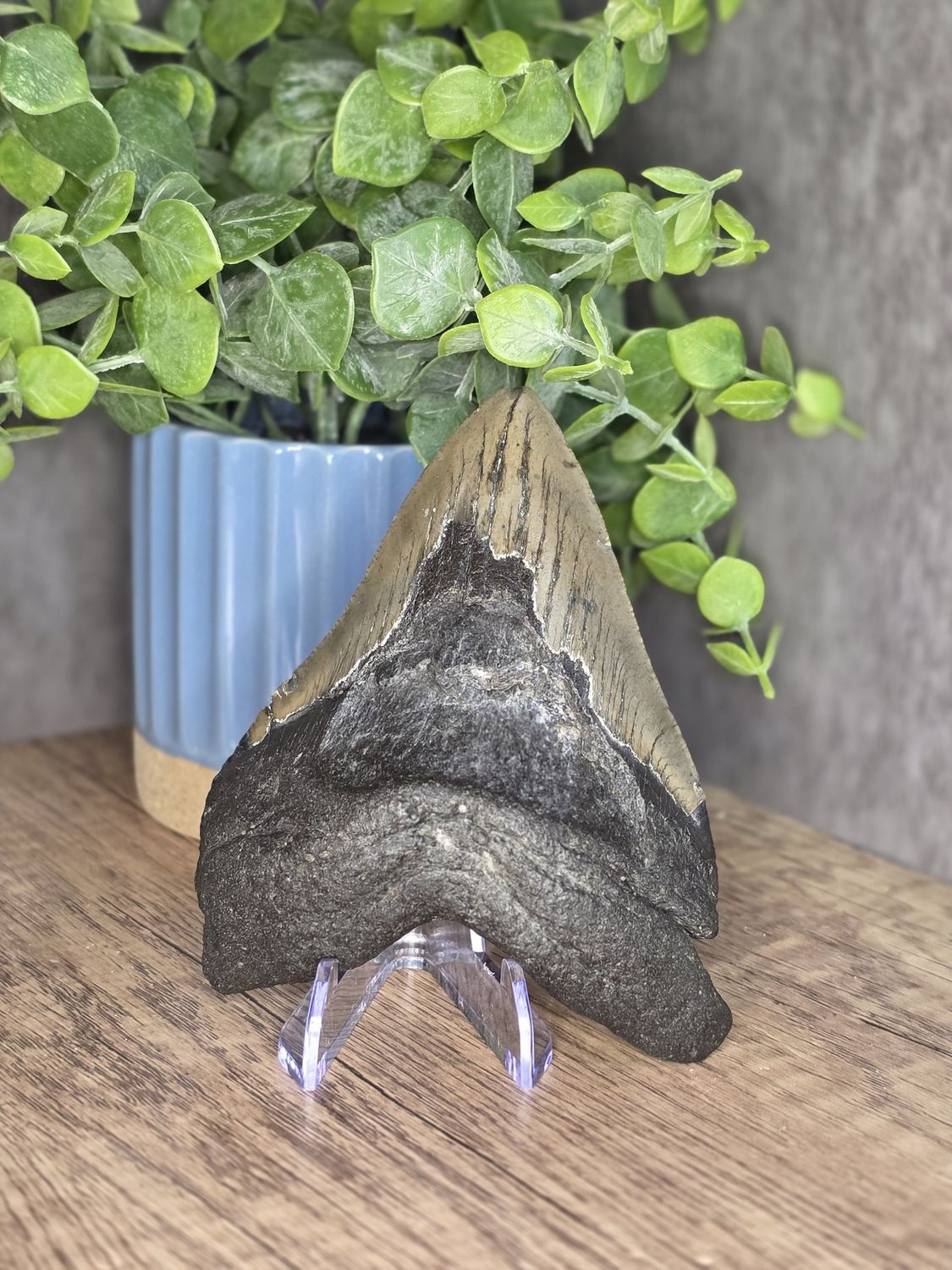 4.7&quot; Megalodon Tooth #9