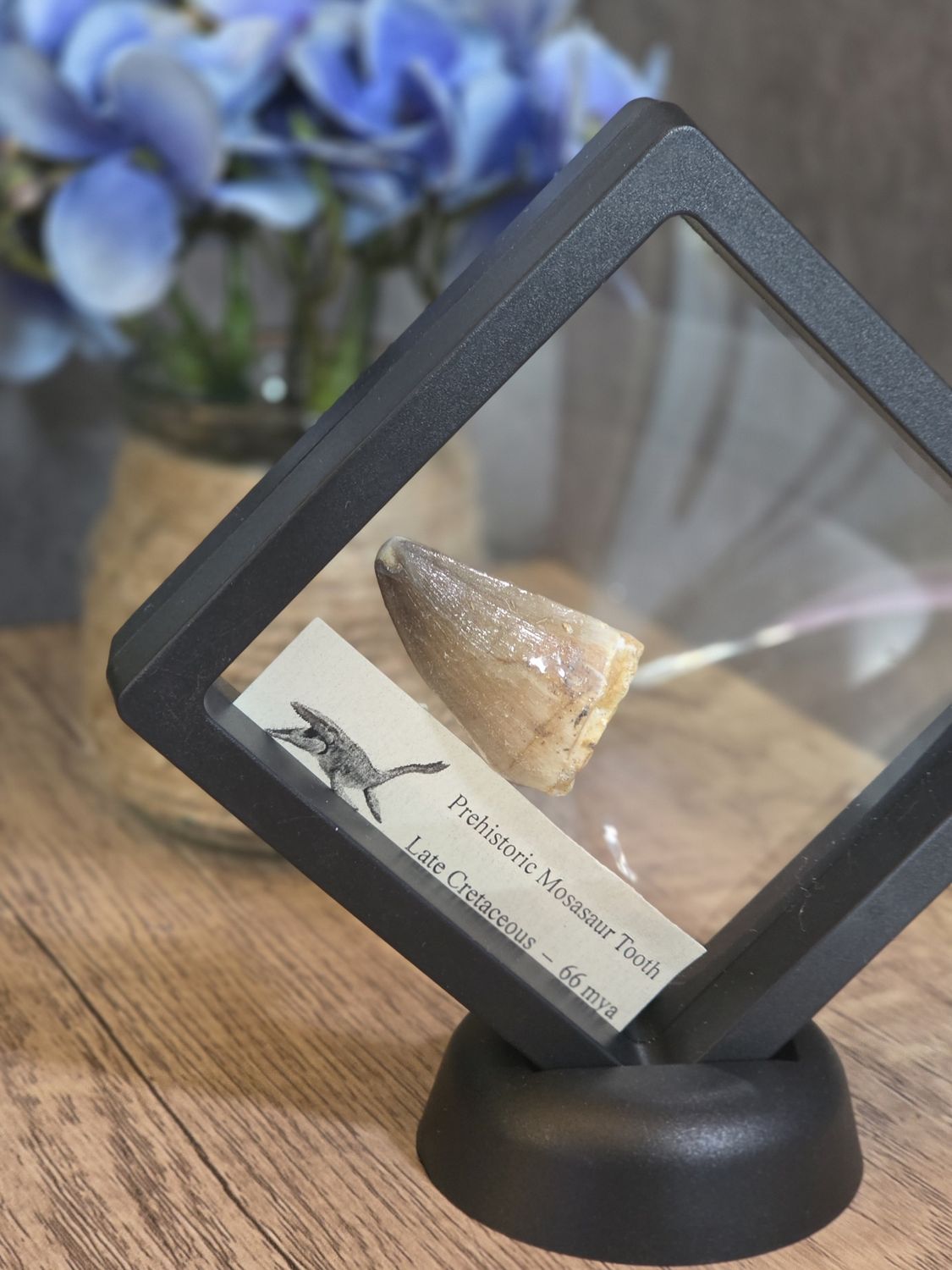 Mosasaur Tooth in &quot;floating&quot; display!
