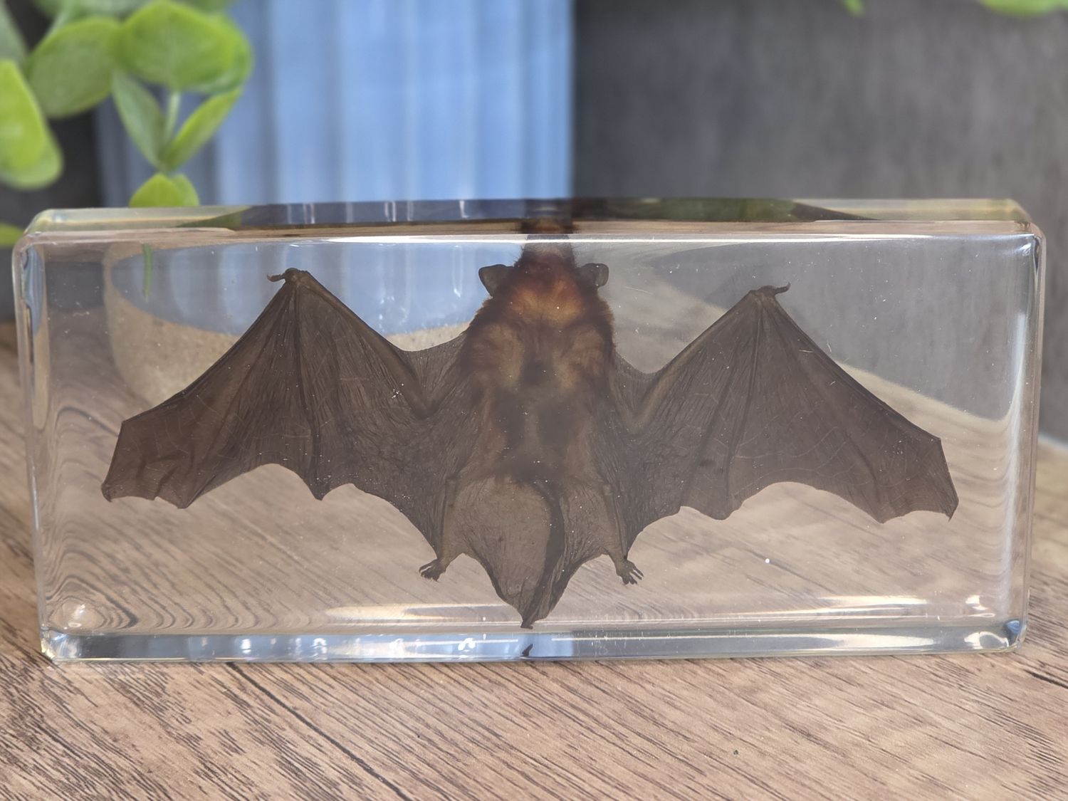 Bat (real) in acrylic.  Paperweight / educational display