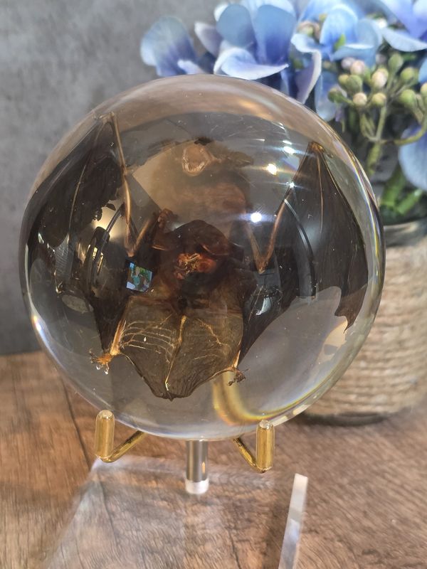 Bat in acrylic dome