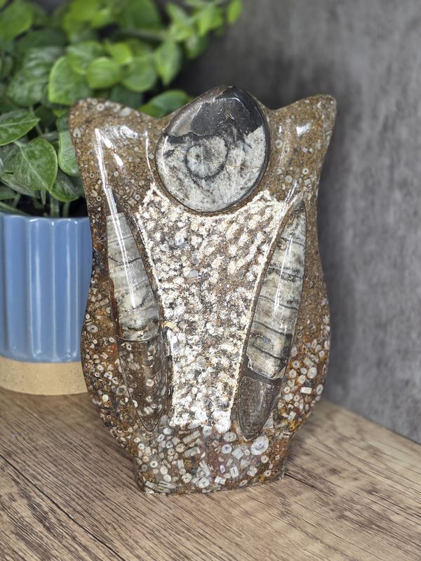 Orthoceras &amp; Gontite Fossil w/free standing base.