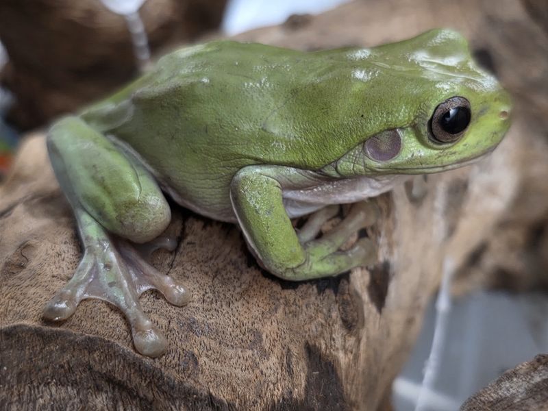 Australian Whites Tree Frogs