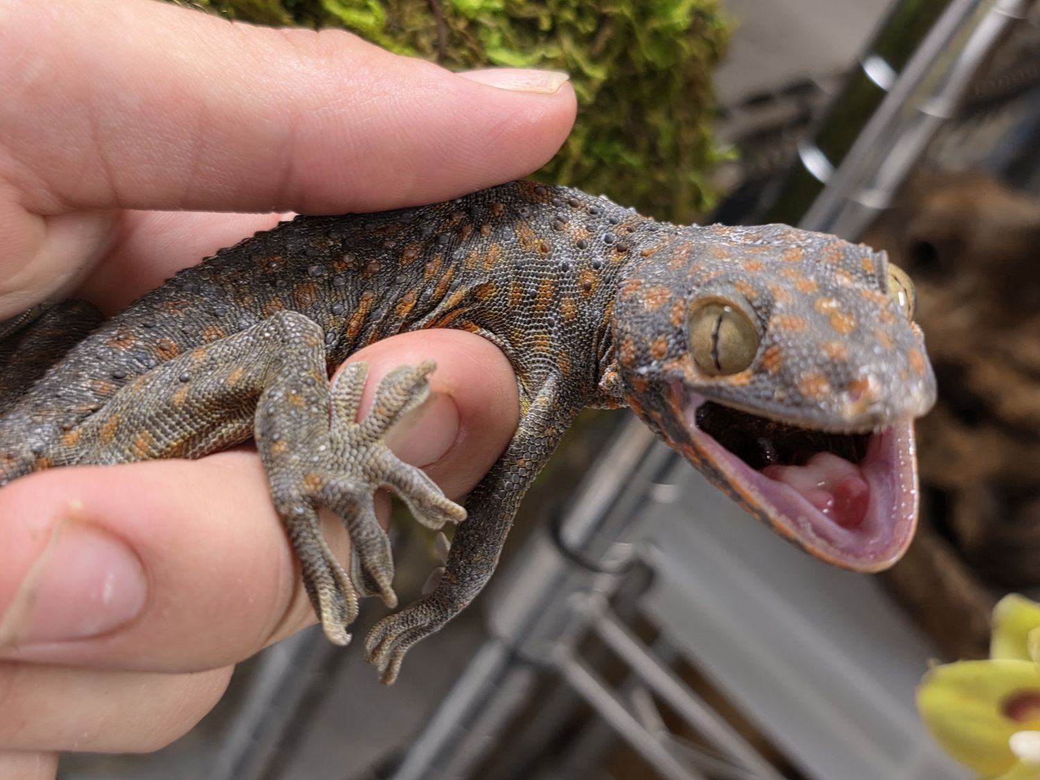 Tokay