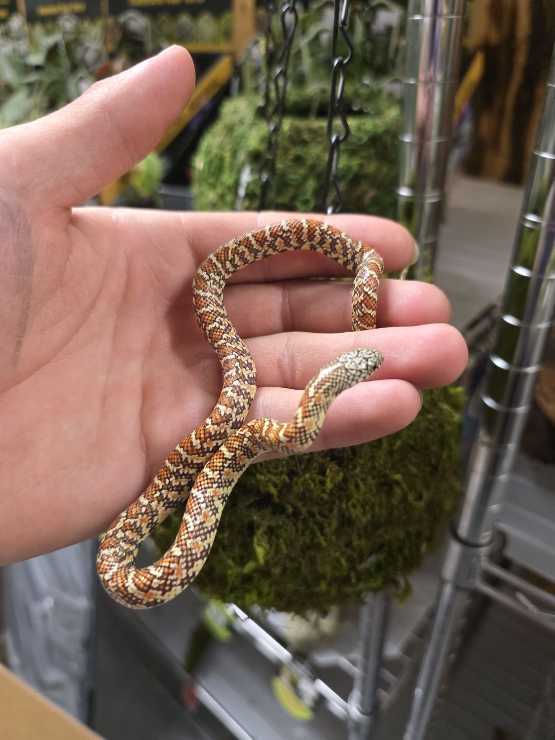 Hypo Brooks Kingsnake