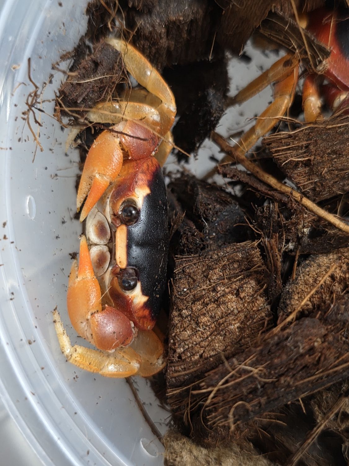 Halloween Moon  Crab