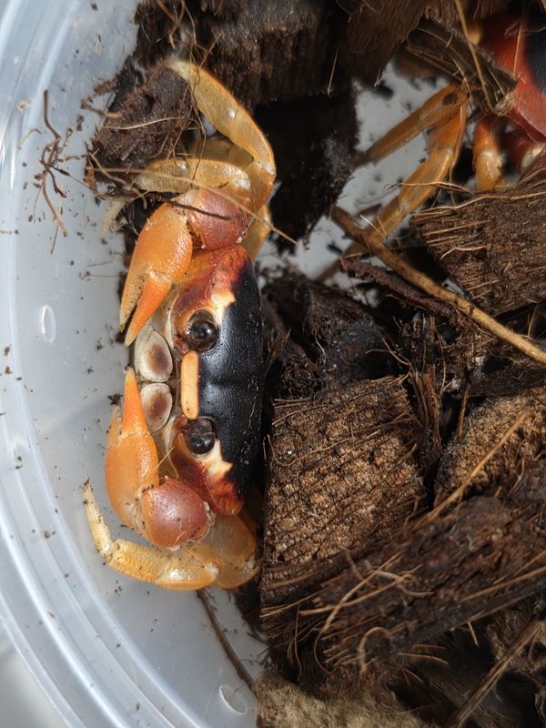 Halloween Moon  Crab