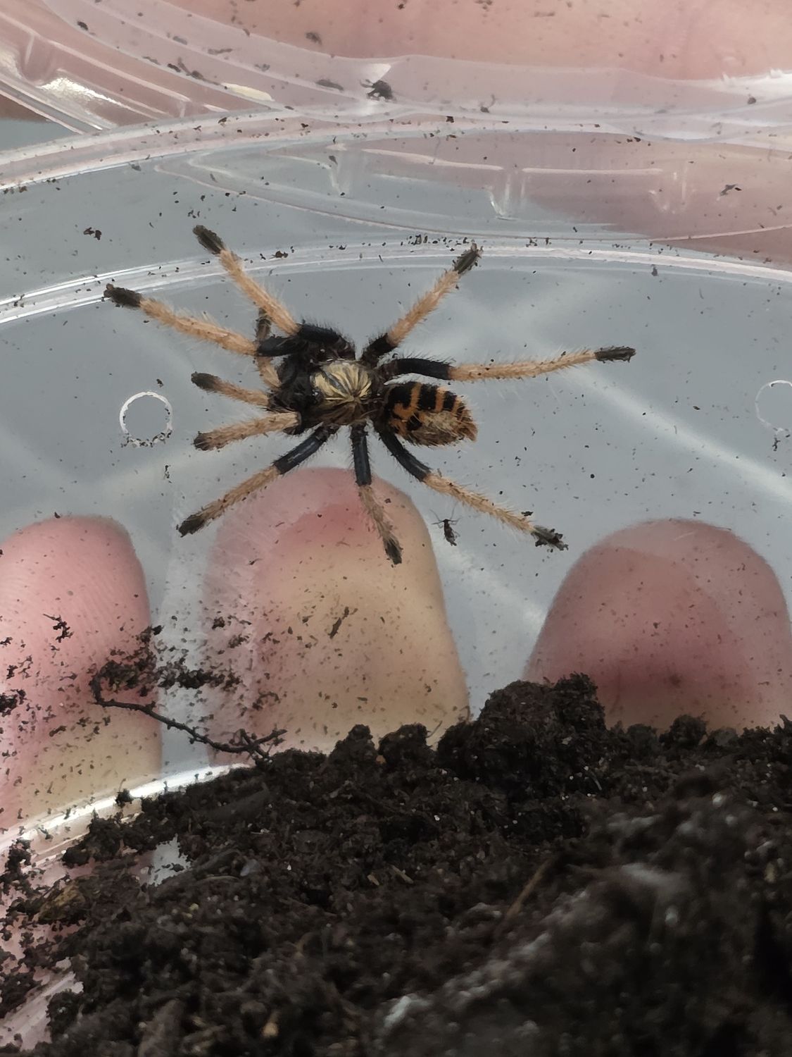 Green Bottle Blue Tarantula, sling.