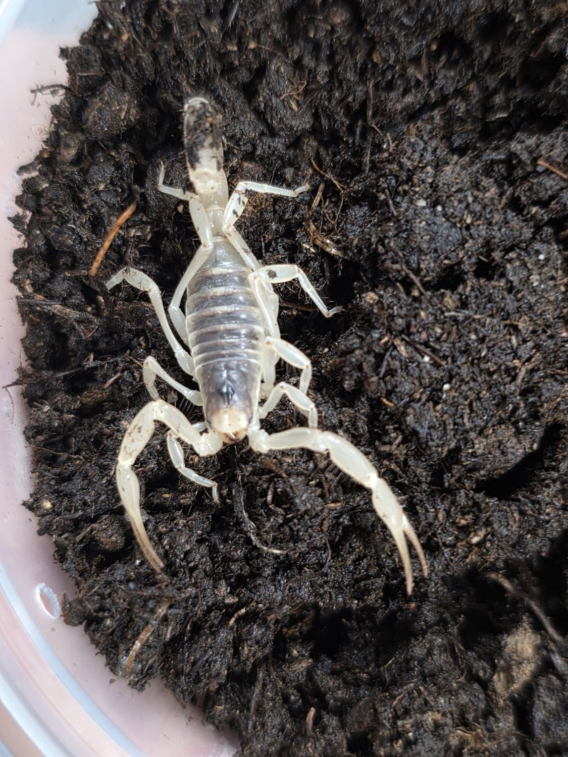 Desert Hairy Scorpion