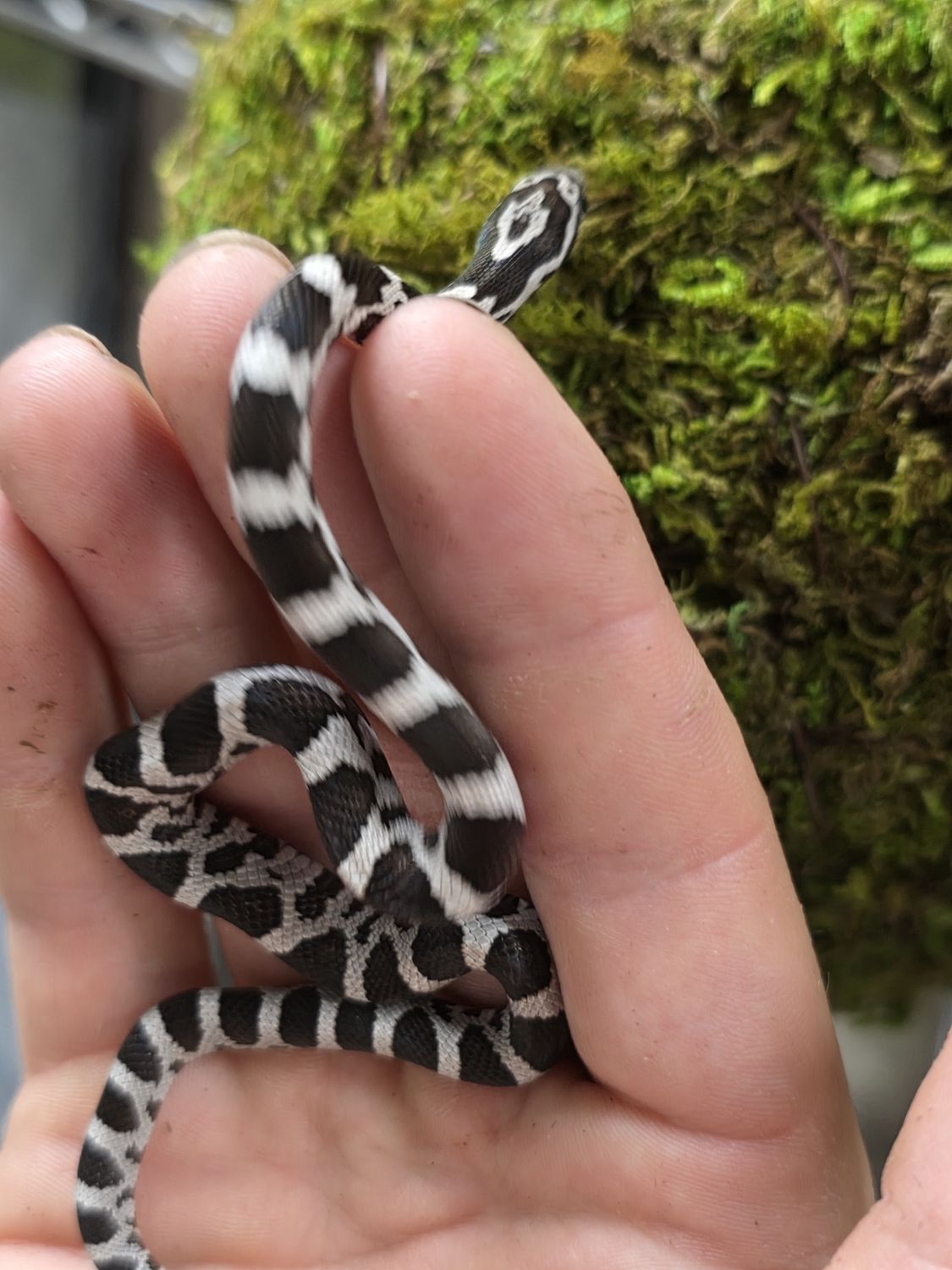 Corn Snake, assorted morphs