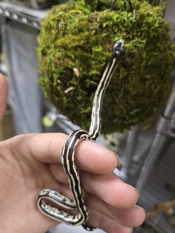 B &amp; W CA Kingsnake