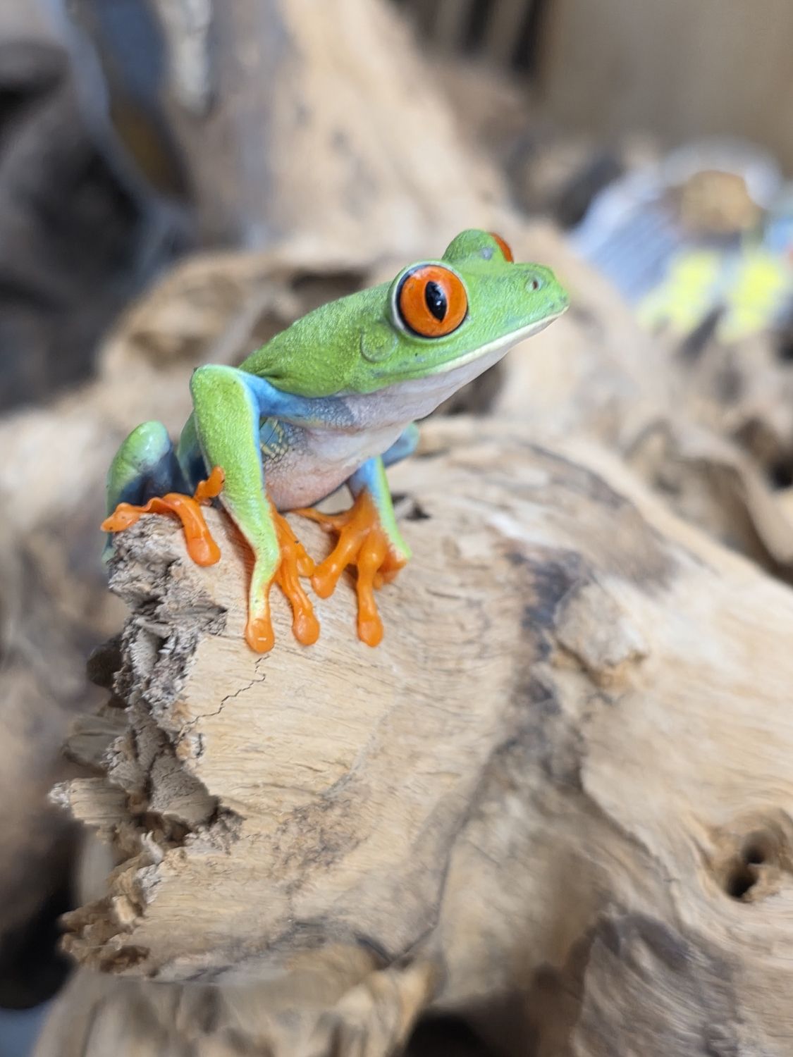 red eye tree frog