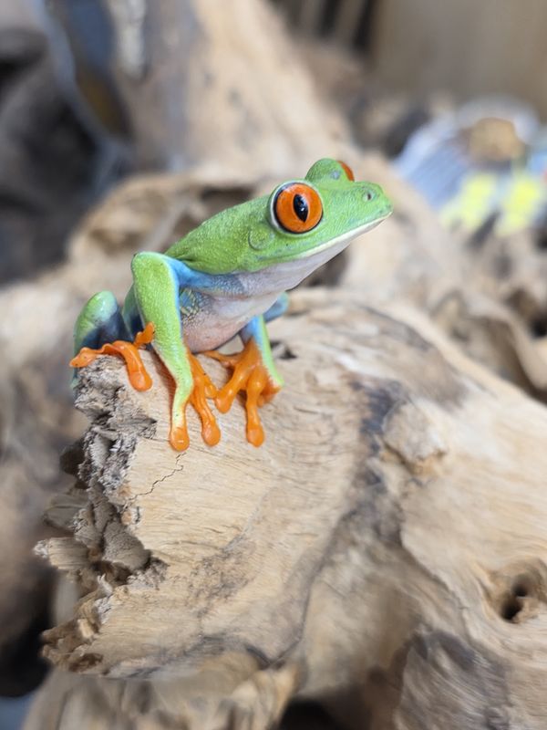 red eye tree frog