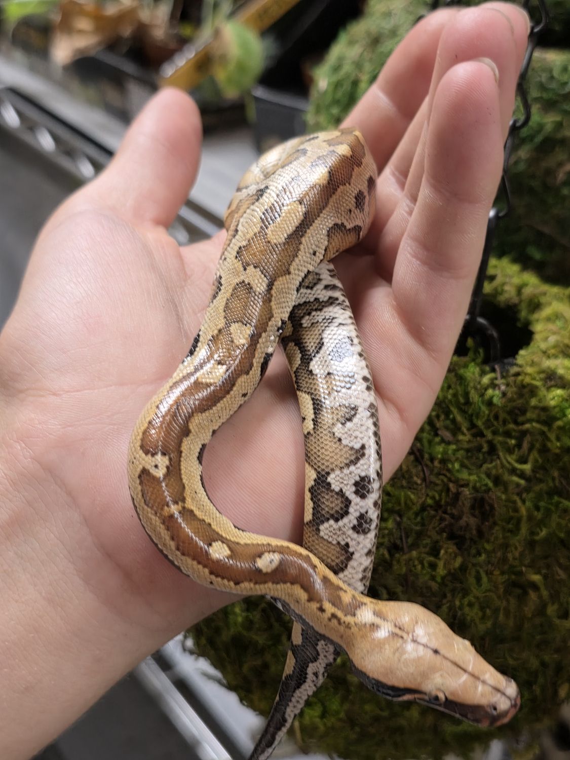 Blood Python