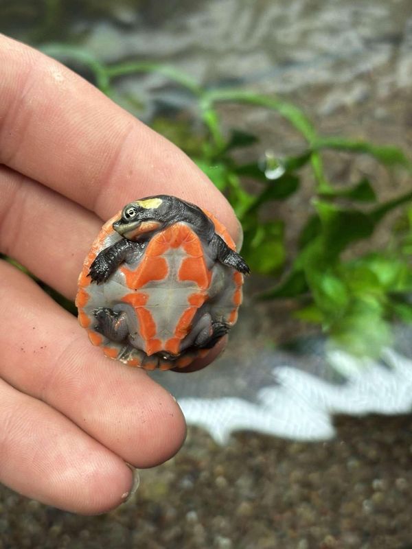 Pink Bellied Sideneck Turtles