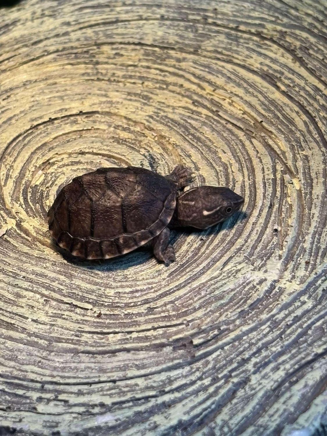 Common Musk Turtles.  Captive bred!
