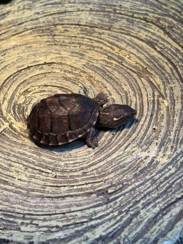 Common Musk Turtles.  Captive bred!