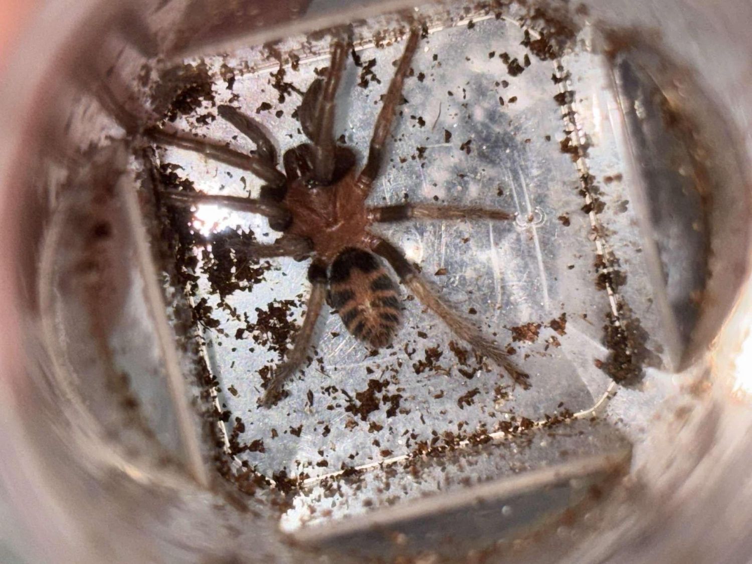 Guatemalan Tiger Rump Tarantula, sling