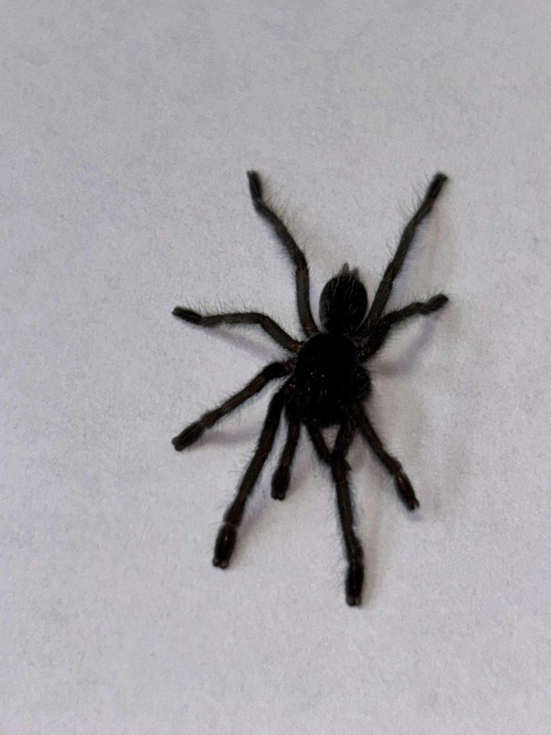 Cobalt Blue Tarantula, sling