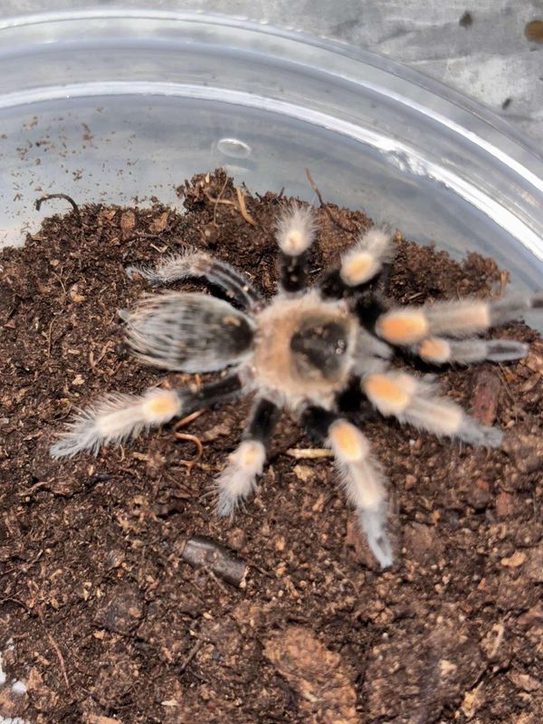 Mexican Red Knee  Tarantula