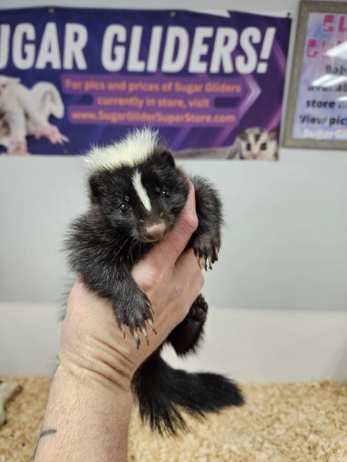 Skunks, in store now!, Choose: Black &amp; White male