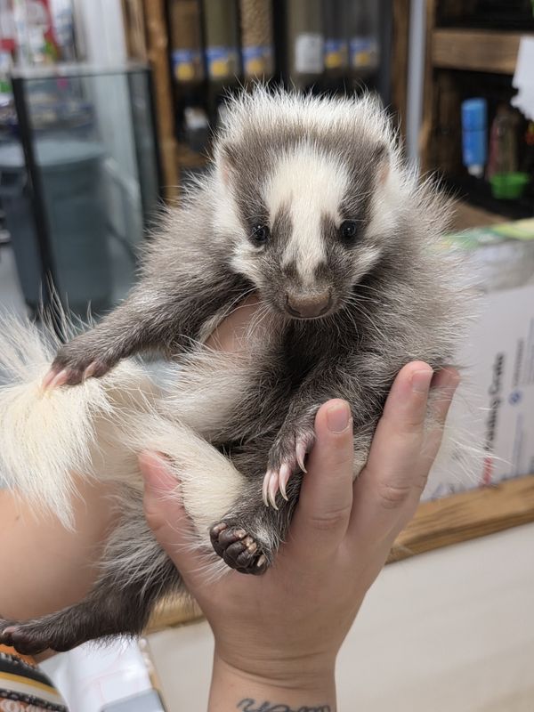 Skunks, in store AND ON SALE NOW!