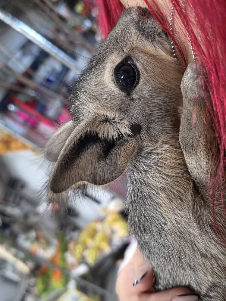 Patagonian Cavies
