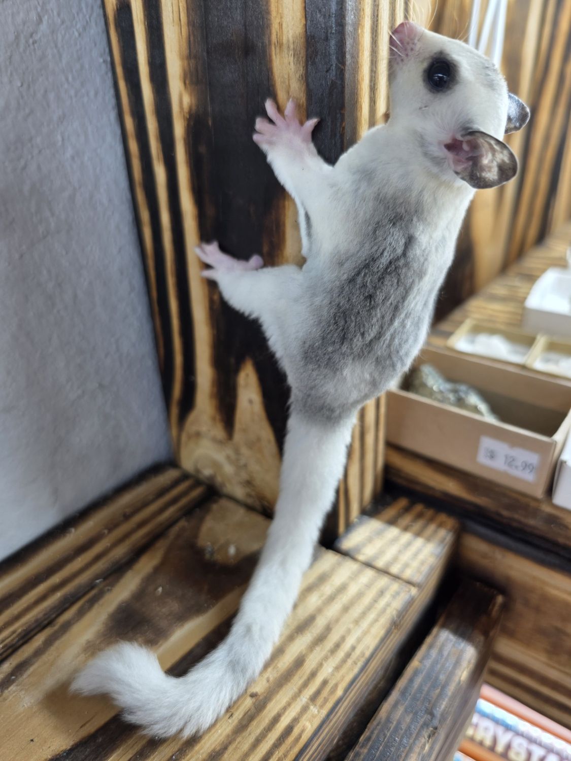 High-White, Mosaic, male, Sugar Glider!