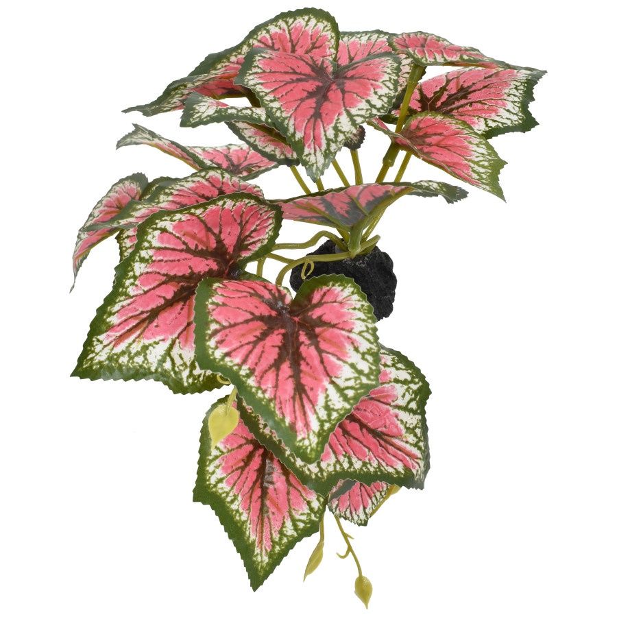 Komodo Standing Caladium Plant 1ea/5 in