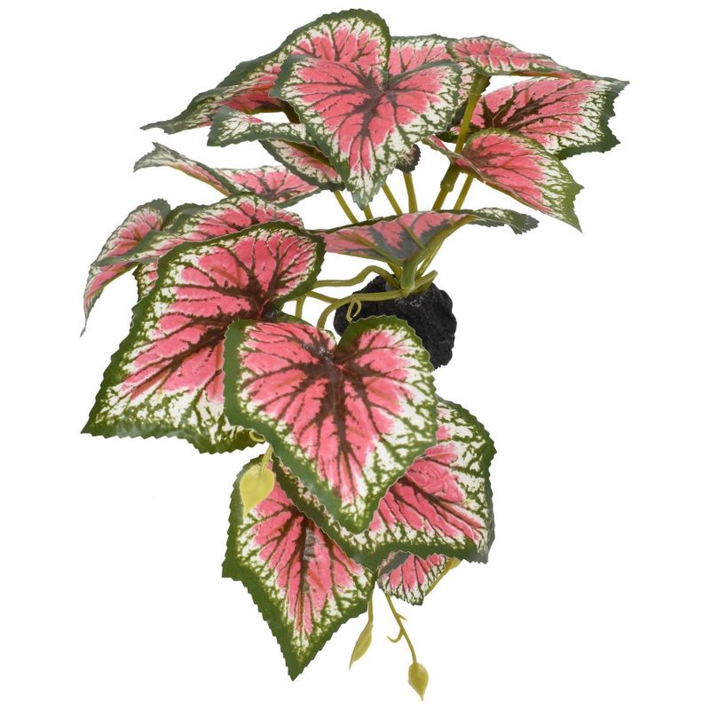 Komodo Standing Caladium Plant 1ea/5 in
