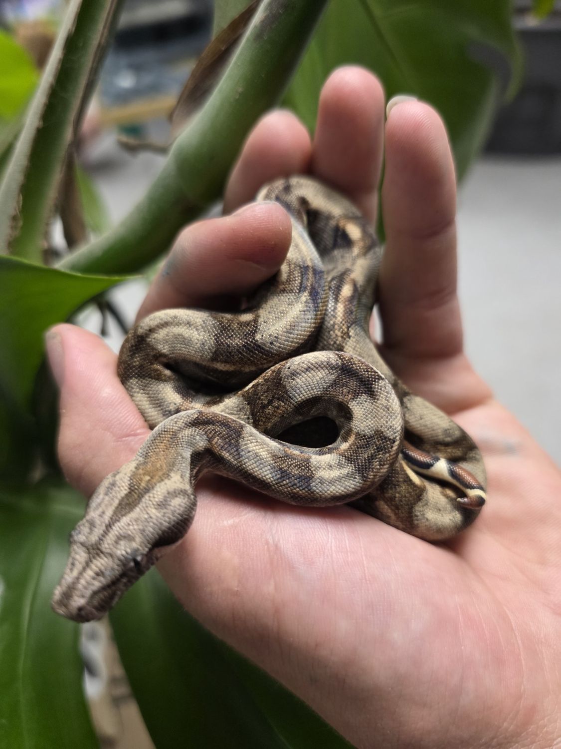 Redtail Boa