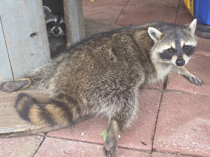 Raccoon, young adult males, discounted!