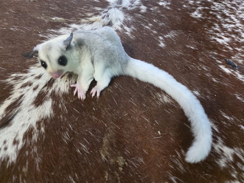 High White, Mosaic, Sugar Glider, female