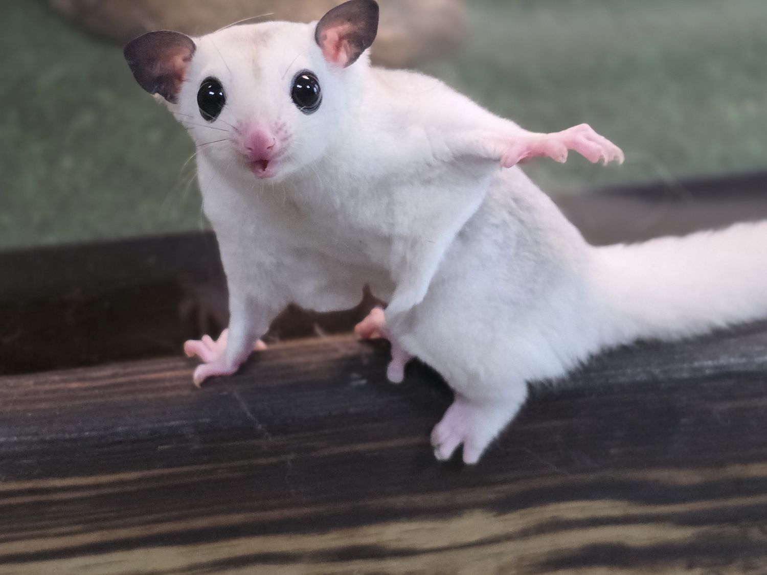 High White Mosaic, Sugar Glider, male!