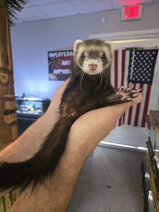 Ferrets, Non-Marshalls. READ DESCRIPTION