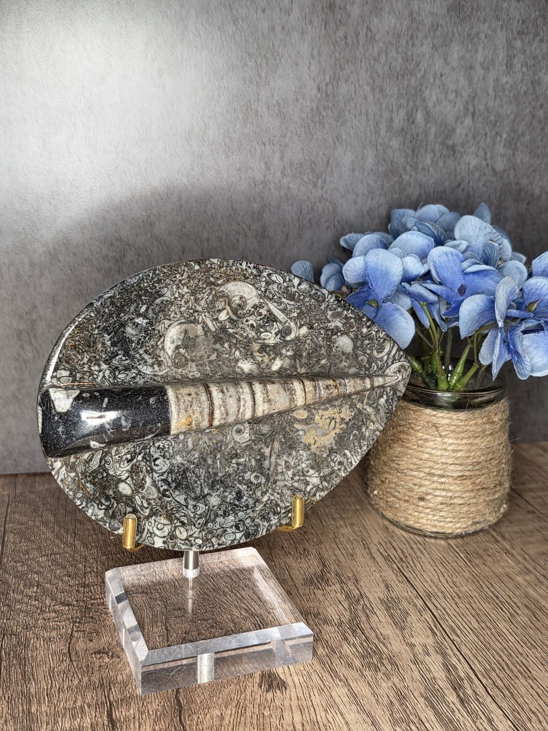 Ammonite &amp; Orthoceras Fossil Dish!