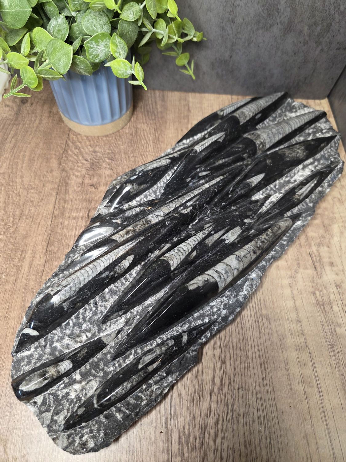 Orthoceras &amp; Ammonite Fossil.  HUGE piece!