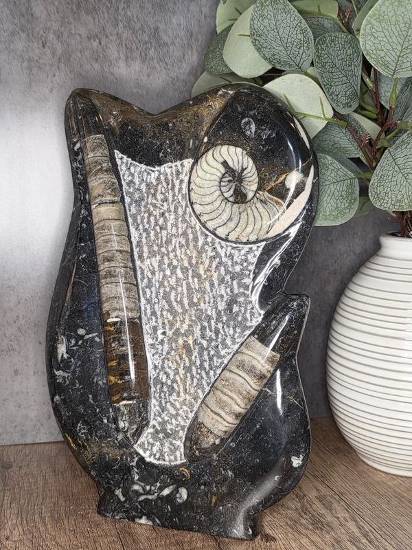 Ammonite &amp; Orthoceras Fossil.  Freestanding base!