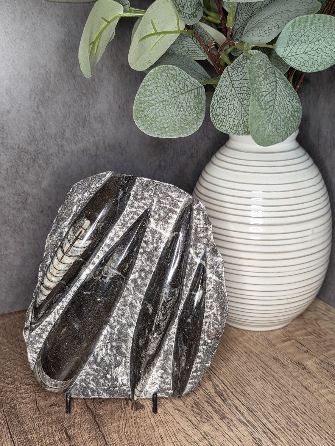 Ammonite &amp; Orthoceras fossil