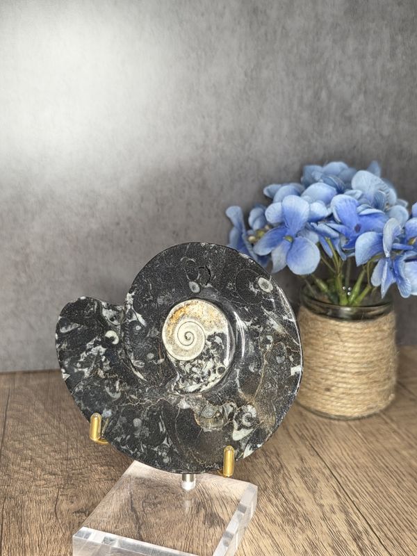 Ammonite &amp; Orthoceras fossil dish.